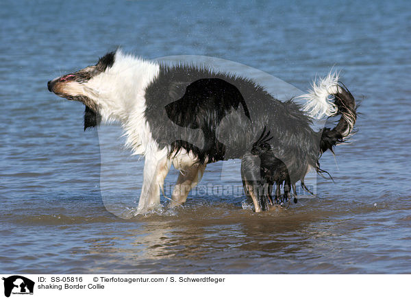 shaking Border Collie / SS-05816
