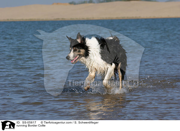running Border Collie / SS-05817