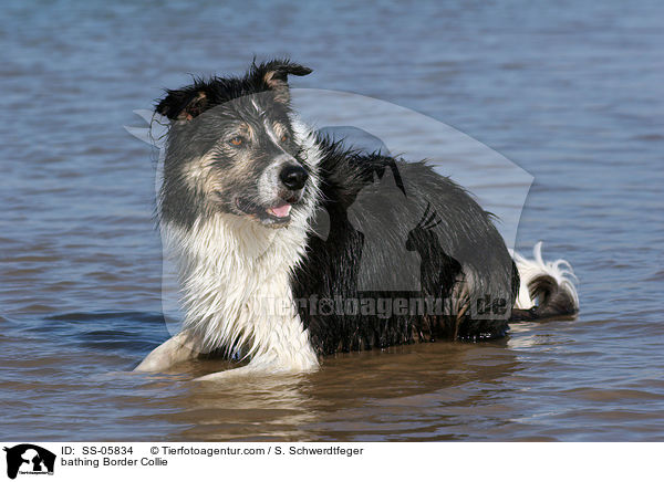 badender Border Collie / bathing Border Collie / SS-05834