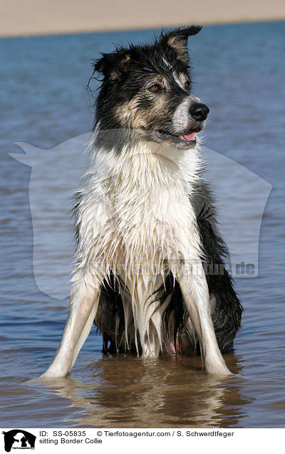 sitzender Border Collie / sitting Border Collie / SS-05835