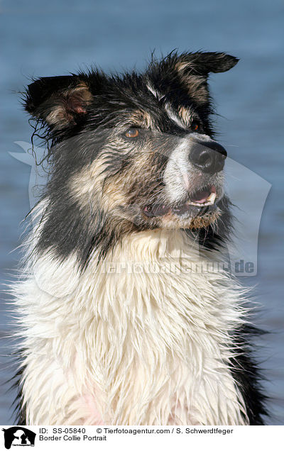 Border Collie Portrait / Border Collie Portrait / SS-05840