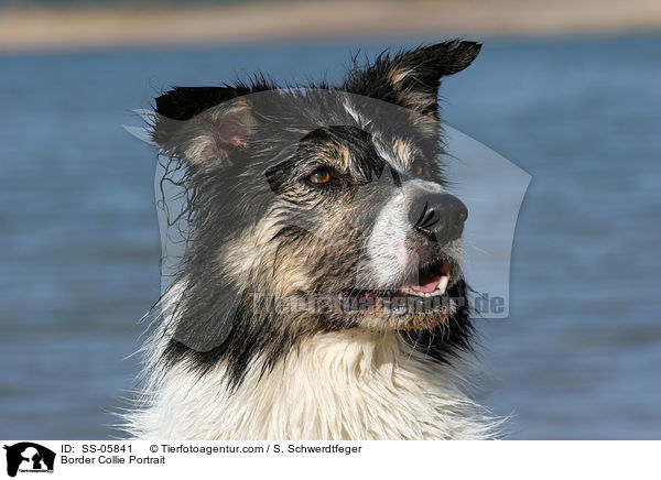 Border Collie Portrait / Border Collie Portrait / SS-05841
