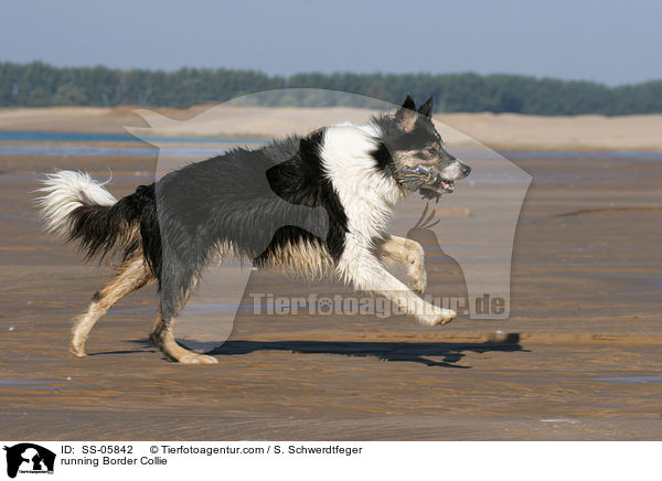 rennender Border Collie / running Border Collie / SS-05842