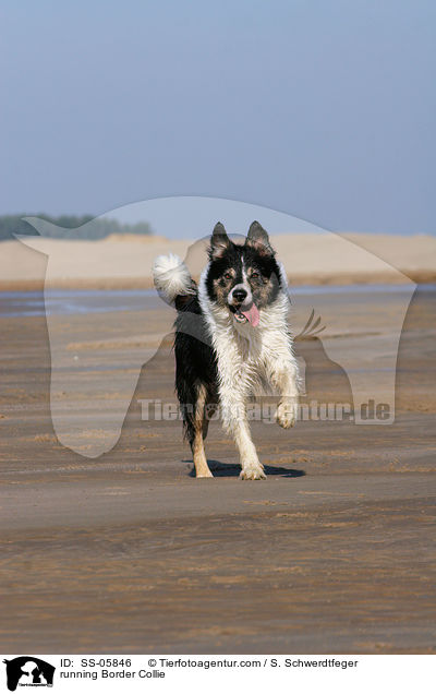 rennender Border Collie / running Border Collie / SS-05846