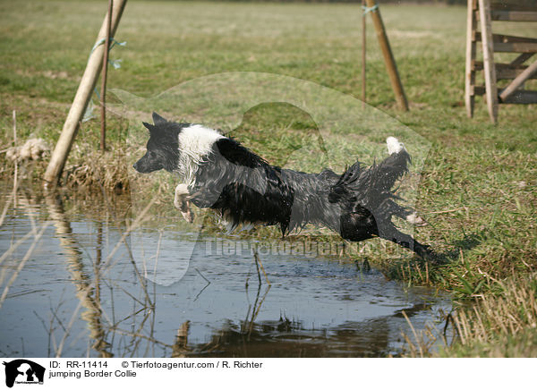 Border Collie sptringt ins Wasser / jumping Border Collie / RR-11414