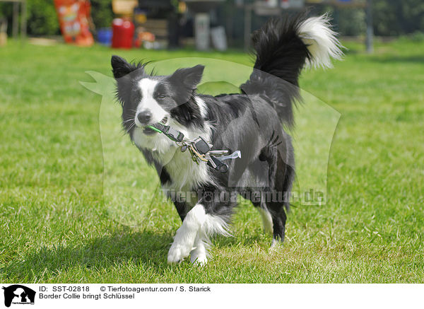 Border Collie bringt Schlssel / SST-02818