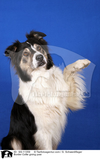 Border Collie gibt Pftchen / Border Collie giving paw / SS-11359