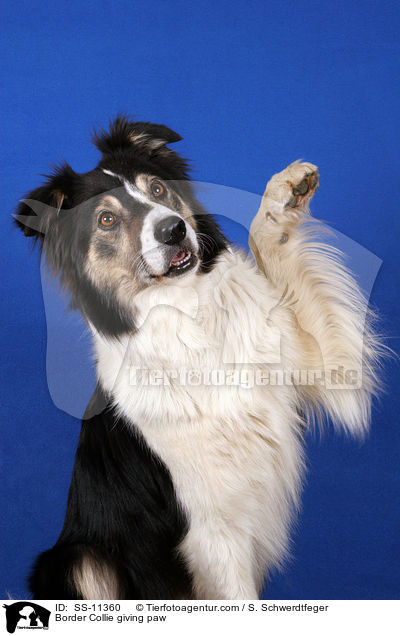 Border Collie gibt Pftchen / Border Collie giving paw / SS-11360