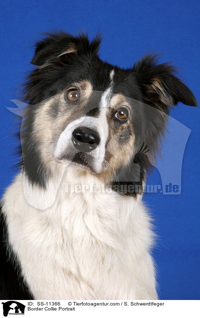 Border Collie Portrait / Border Collie Portrait / SS-11366