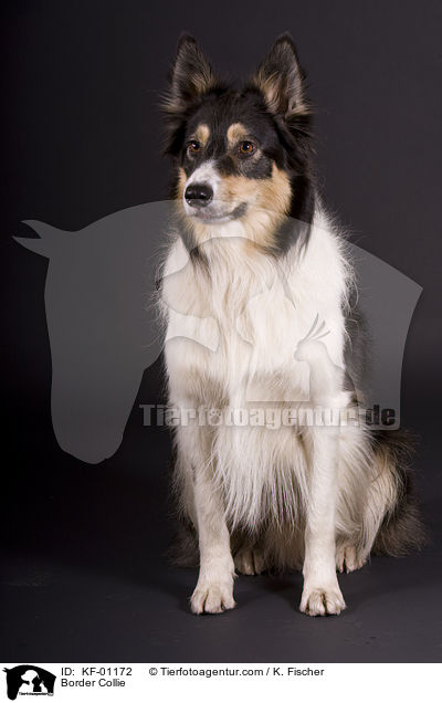Border Collie / KF-01172