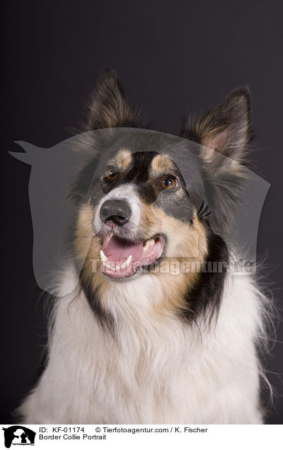 Border Collie Portrait / KF-01174