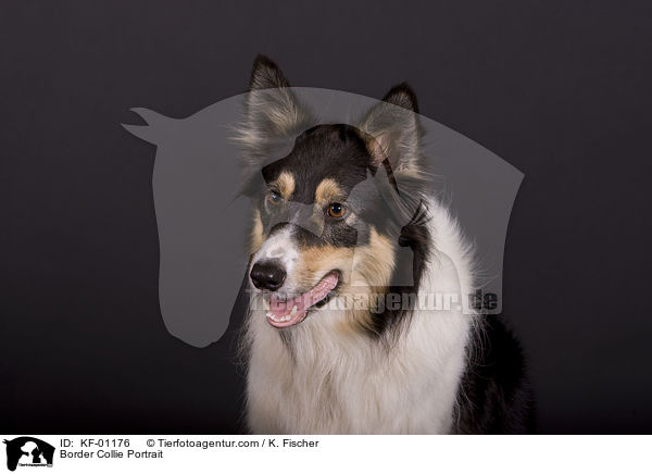 Border Collie Portrait / KF-01176