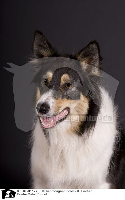 Border Collie Portrait / KF-01177