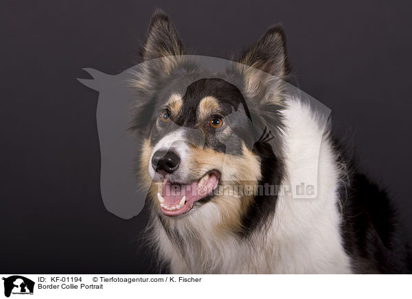 Border Collie Portrait / KF-01194