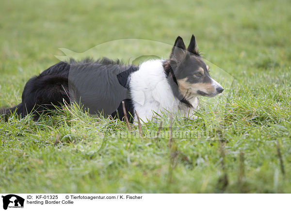 Border Collie bei der Htearbeit / herding Border Collie / KF-01325