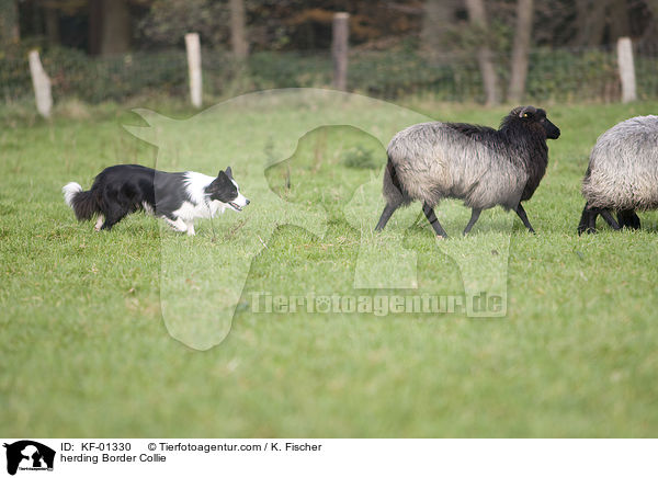 Border Collie bei der Htearbeit / herding Border Collie / KF-01330
