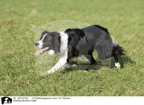 herding Border Collie / KF-01341