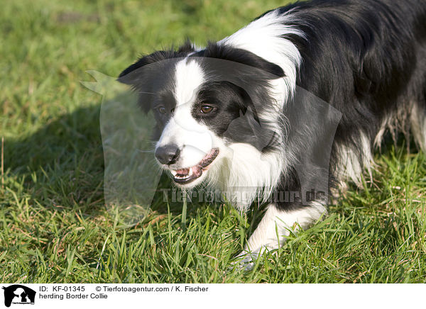 herding Border Collie / KF-01345