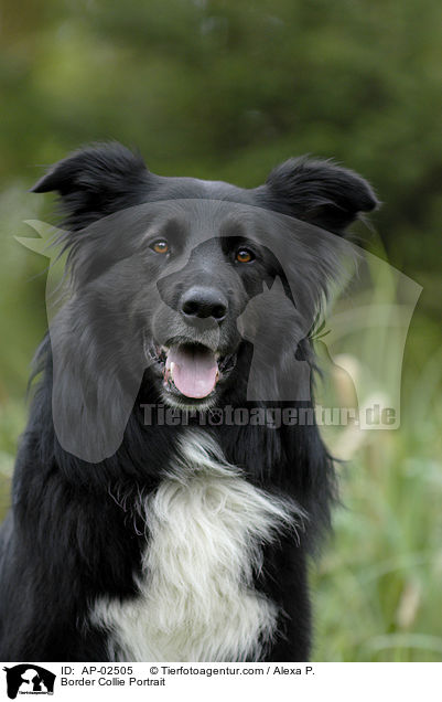 Border Collie Portrait / AP-02505