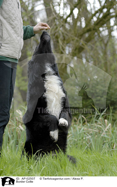 Border Collie / Border Collie / AP-02507
