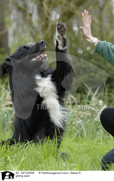 giving paw / AP-02508