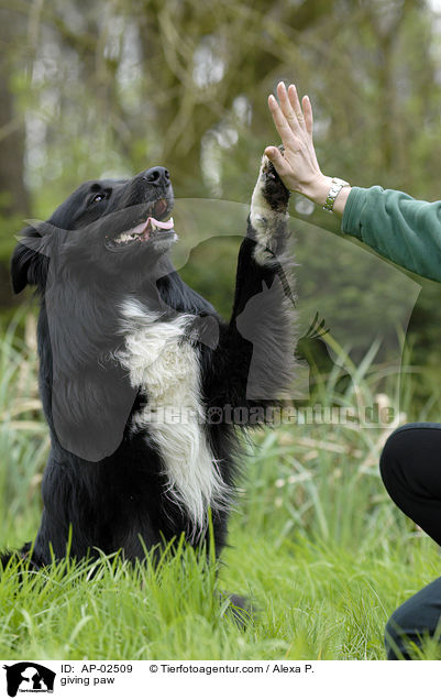 giving paw / AP-02509
