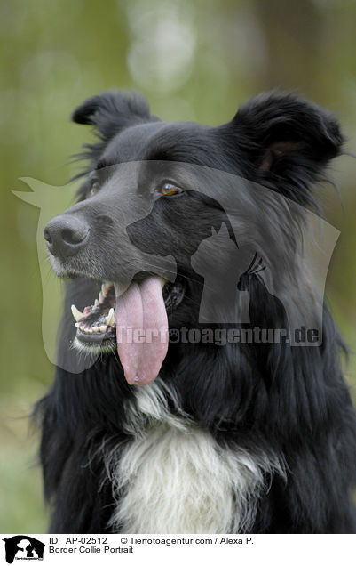 Border Collie Portrait / AP-02512