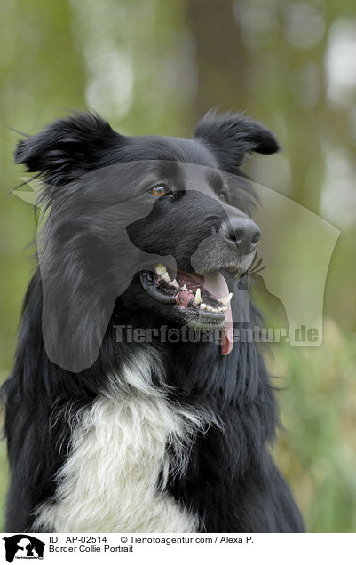 Border Collie Portrait / AP-02514