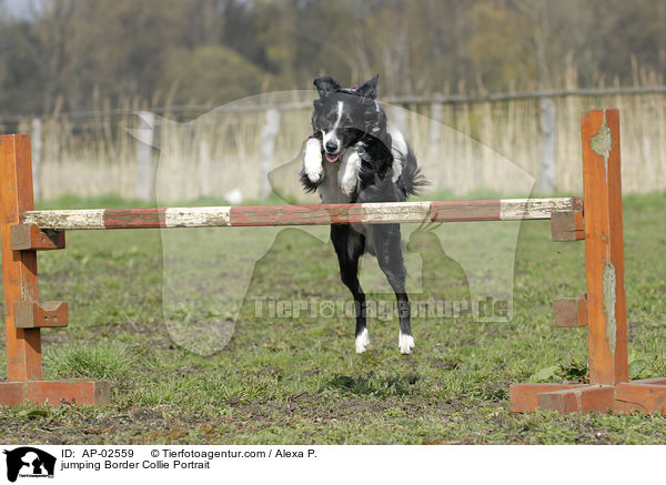 Border Collie Portrait spring ber Hrde / jumping Border Collie Portrait / AP-02559