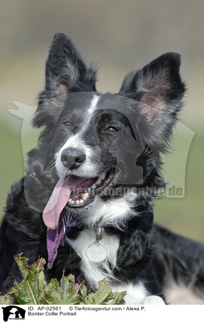 Border Collie Portrait / AP-02561