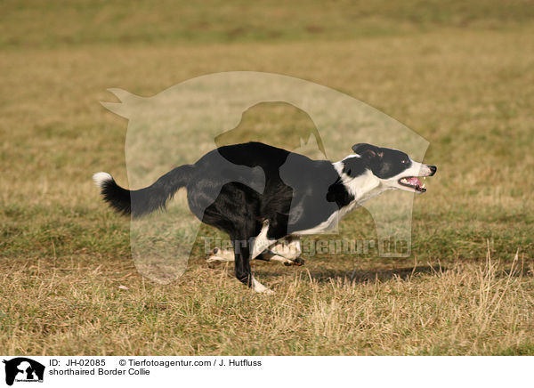 shorthaired Border Collie / JH-02085