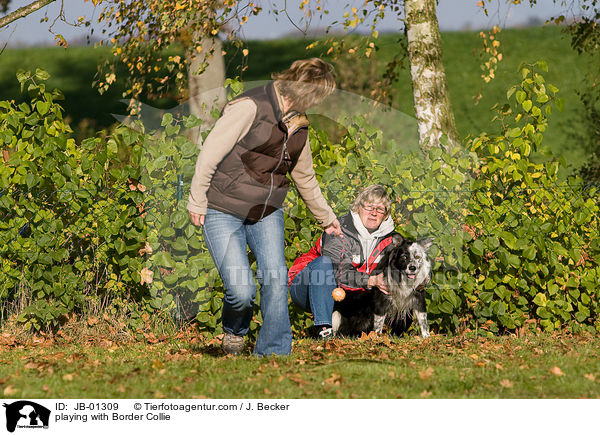 playing with Border Collie / JB-01309