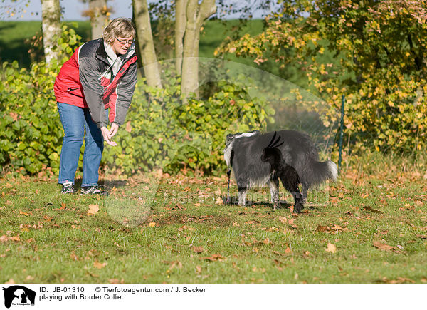 playing with Border Collie / JB-01310