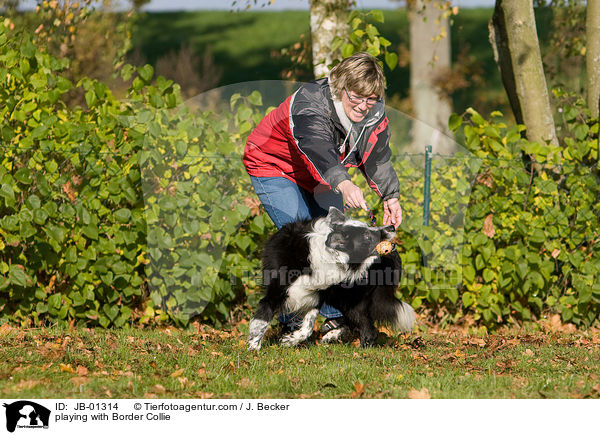 spielen mit Border Collie / playing with Border Collie / JB-01314