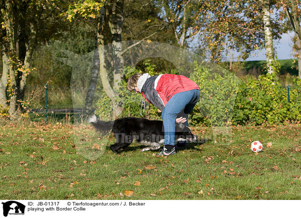 playing with Border Collie / JB-01317