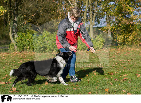 spielen mit Border Collie / playing with Border Collie / JB-01337