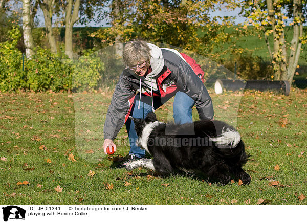spielen mit Border Collie / playing with Border Collie / JB-01341
