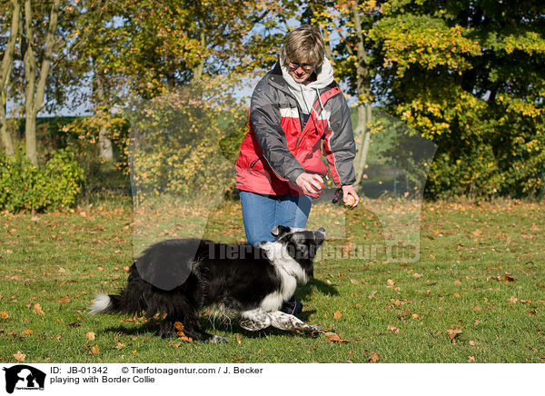 playing with Border Collie / JB-01342