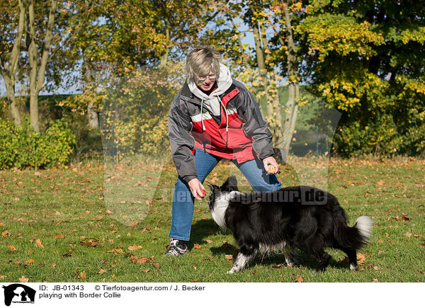 playing with Border Collie / JB-01343