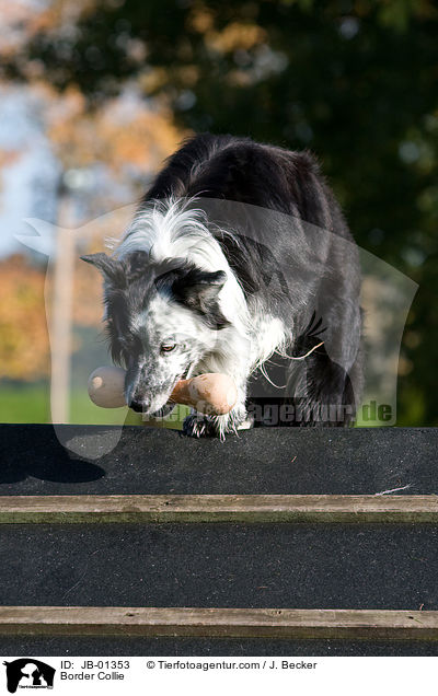 Border Collie / Border Collie / JB-01353
