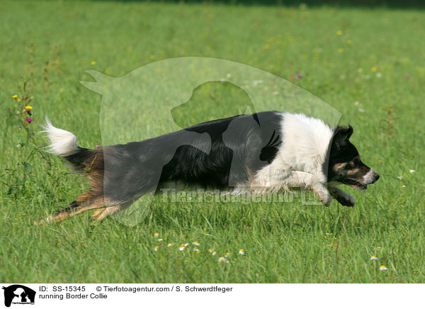 running Border Collie / SS-15345