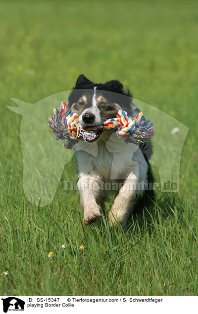 playing Border Collie / SS-15347