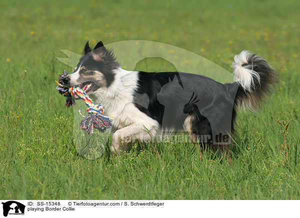 playing Border Collie / SS-15348