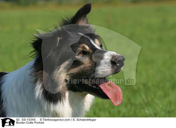 Border Collie Portrait / SS-15349