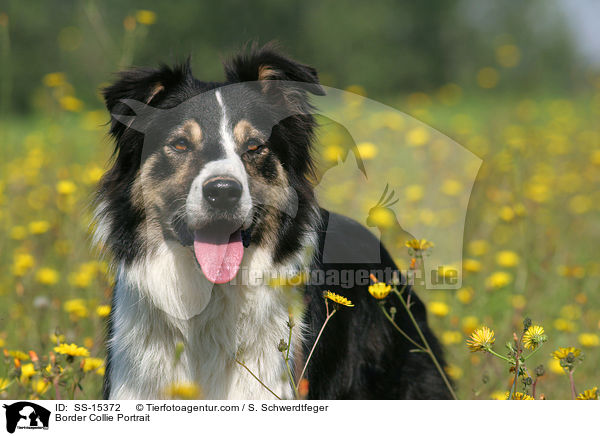 Border Collie Portrait / SS-15372