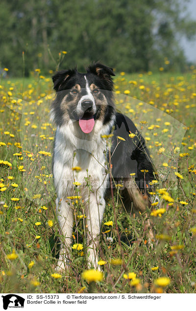 Border Collie in flower field / SS-15373