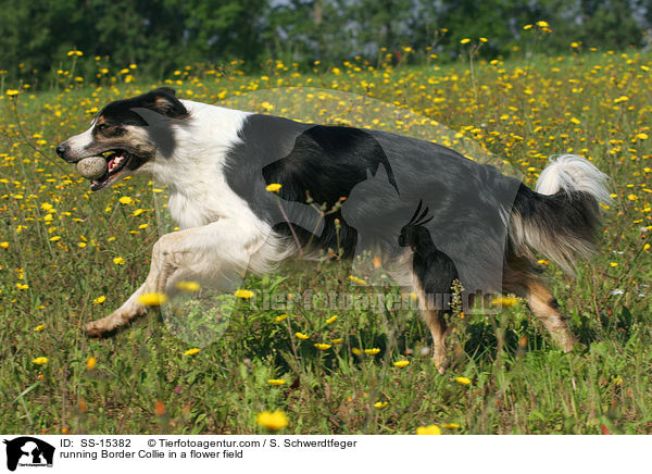 running Border Collie in a flower field / SS-15382
