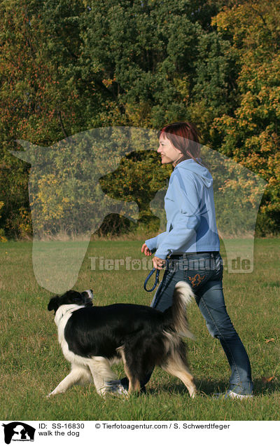 Gassi gehen mit Border Collie / walk the dog / SS-16830