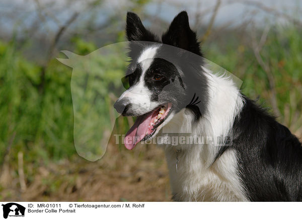 Border Collie Portrait / MR-01011