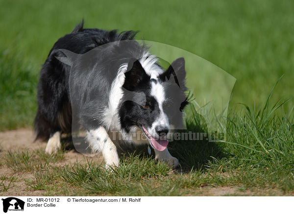 Border Collie / MR-01012